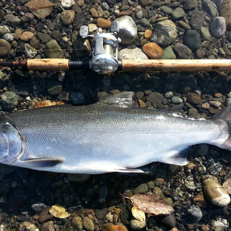 Salmón Salvaje Plateado/alaska