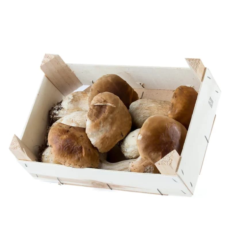 Boletus Grande