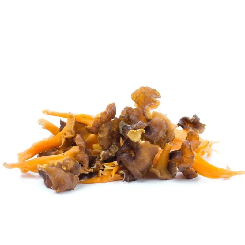 Gula del Monte Amarilla